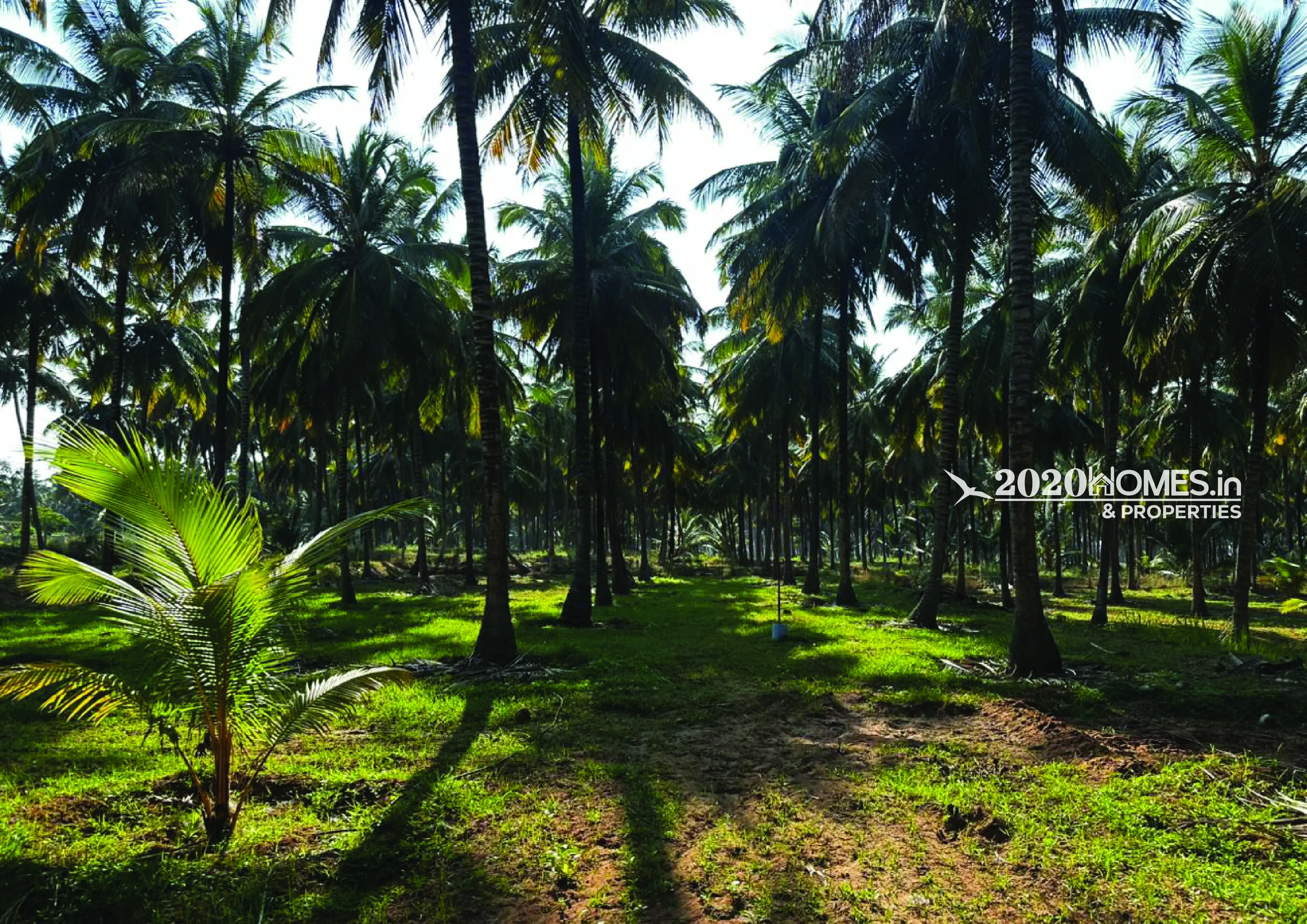 Gramam Coconut Farm Anaimalai